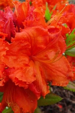 Gibraltar Azalea (Rhododendron) - 3 Gallon Pot 12 Gibraltar Azalea (Rhododendron) - 3 Gallon Pot -Best Plant Shop Rhododendron Gibraltar 4