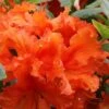 Gibraltar Azalea (Rhododendron) - 3 Gallon Pot -Best Plant Shop Rhododendron Gibraltar 5