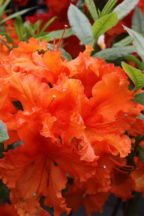 Gibraltar Azalea (Rhododendron) - 3 Gallon Pot 3 Gibraltar Azalea (Rhododendron) - 3 Gallon Pot