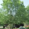 River Birch Tree (Betula Nigra) - 3 Gallon Pot (Multi Trunk) 2 River Birch Tree (Betula Nigra) - 3 Gallon Pot (Multi Trunk) -Best Plant Shop River Birch 10