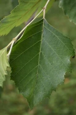 River Birch Tree (Betula Nigra) - 3 Gallon Pot (Multi Trunk) -Best Plant Shop River Birch 13