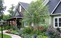 River Birch Tree (Betula Nigra) - 3 Gallon Pot (Multi Trunk) -Best Plant Shop River Birch Tree B