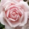 New Dawn Climbing Rose - 3 Gallon Pot -Best Plant Shop Rose Climbing New Dawn 3