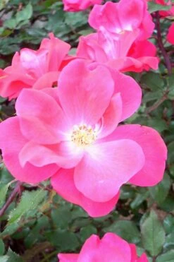 Swamp Rose (Rosa Palustris) - 3 Pack Of 1.5 Quart Pots 15 Swamp Rose (Rosa Palustris) - 3 Pack Of 1.5 Quart Pots -Best Plant Shop Rose Knock Out Pink 6