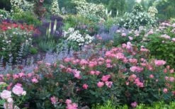 Swamp Rose (Rosa Palustris) - 3 Pack Of 1.5 Quart Pots 14 Swamp Rose (Rosa Palustris) - 3 Pack Of 1.5 Quart Pots -Best Plant Shop Rose Knock Out Pink 8