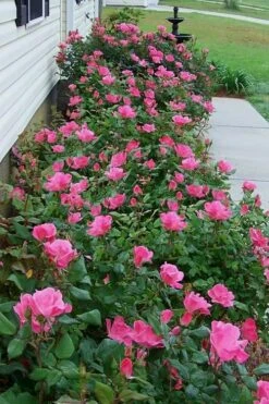 Swamp Rose (Rosa Palustris) - 3 Pack Of 1.5 Quart Pots 12 Swamp Rose (Rosa Palustris) - 3 Pack Of 1.5 Quart Pots -Best Plant Shop Rose Knock Out Pink 9