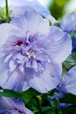 Blue Chiffon Rose Of Sharon - 5 Gallon Pot 13 Blue Chiffon Rose Of Sharon - 5 Gallon Pot -Best Plant Shop Rose Of Sharon Blue Chiffon 10