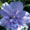 Blue Chiffon Rose Of Sharon - 5 Gallon Pot -Best Plant Shop Rose Of Sharon Blue Chiffon 11