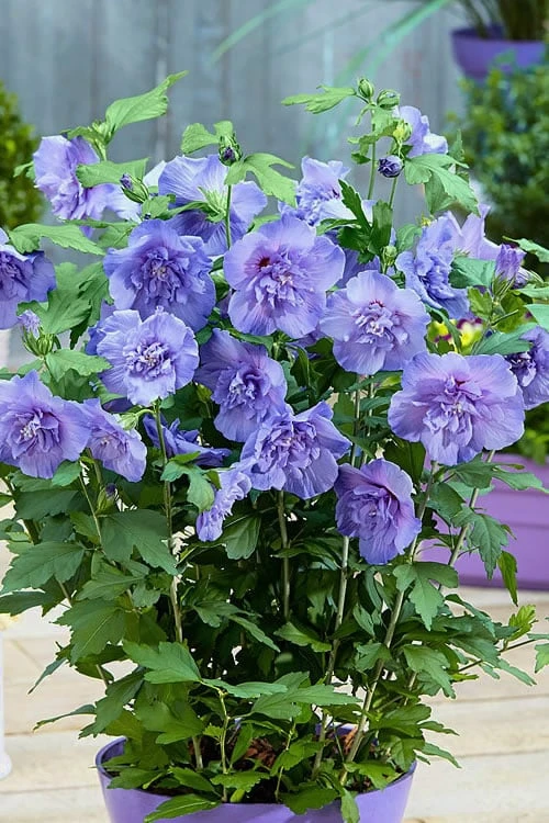 Blue Chiffon Rose Of Sharon - 5 Gallon Pot 8 Blue Chiffon Rose Of Sharon - 5 Gallon Pot - Image 6