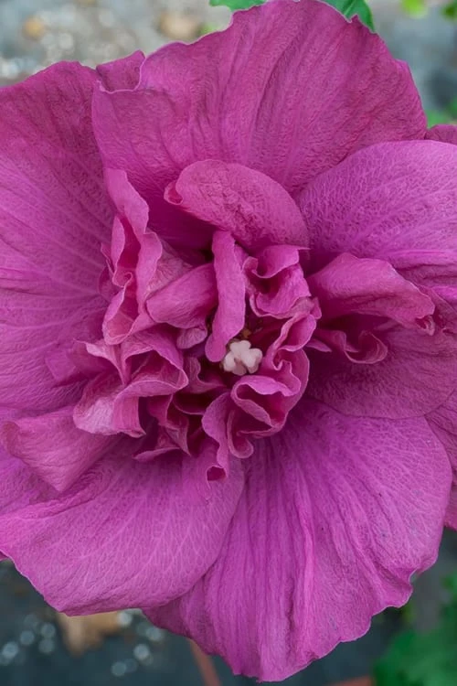 Magenta Chiffon Rose Of Sharon (Hibiscus Syriacus) - 5 Gallon Pot 9 Magenta Chiffon Rose Of Sharon (Hibiscus Syriacus) - 5 Gallon Pot - Image 7