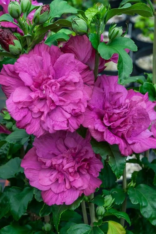 Magenta Chiffon Rose Of Sharon (Hibiscus Syriacus) - 5 Gallon Pot 3 Magenta Chiffon Rose Of Sharon (Hibiscus Syriacus) - 5 Gallon Pot