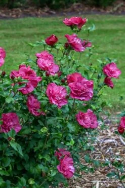 Magenta Chiffon Rose Of Sharon (Hibiscus Syriacus) - 5 Gallon Pot 14 Magenta Chiffon Rose Of Sharon (Hibiscus Syriacus) - 5 Gallon Pot -Best Plant Shop Rose Of Sharon Magenta Chiffon 6
