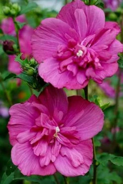 Magenta Chiffon Rose Of Sharon (Hibiscus Syriacus) - 5 Gallon Pot 12 Magenta Chiffon Rose Of Sharon (Hibiscus Syriacus) - 5 Gallon Pot -Best Plant Shop Rose Of Sharon Magenta Chiffon 8