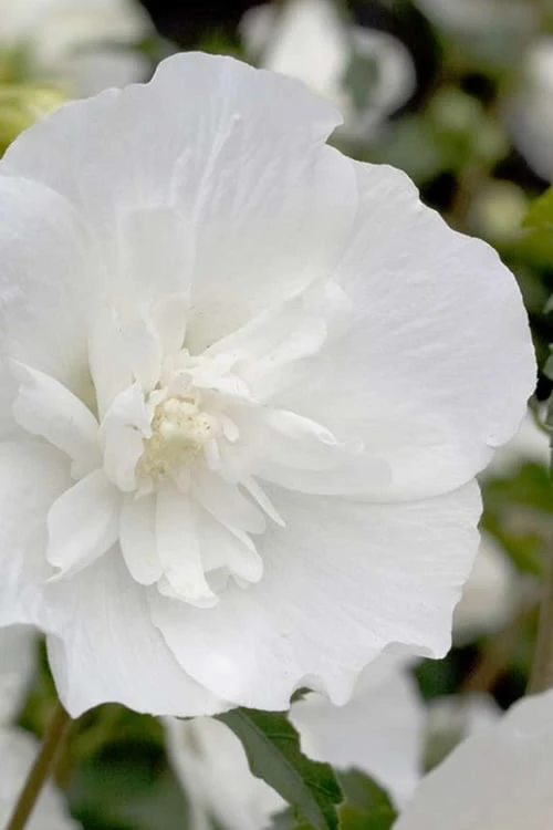 White Pillar Rose Of Sharon - 3 Gallon Pot 6 White Pillar Rose Of Sharon - 3 Gallon Pot - Image 4