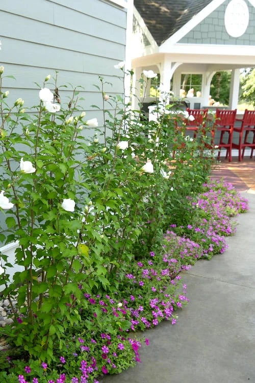 White Pillar Rose Of Sharon - 3 Gallon Pot 7 White Pillar Rose Of Sharon - 3 Gallon Pot - Image 5