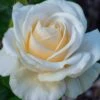 Easy Spirit White Rose - 3 Gallon Pot 2 Easy Spirit White Rose - 3 Gallon Pot -Best Plant Shop Rose easy spirit 24