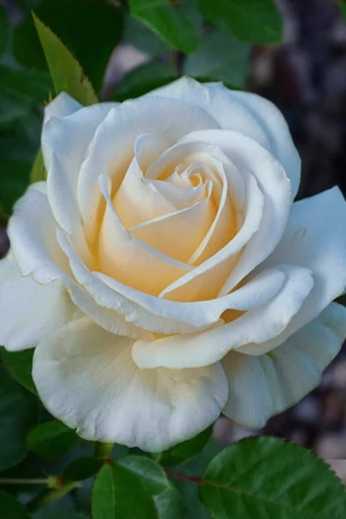 Easy Spirit White Rose - 3 Gallon Pot 3 Easy Spirit White Rose - 3 Gallon Pot