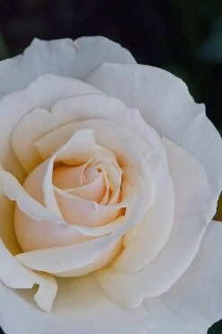 Easy Spirit White Rose - 3 Gallon Pot 11 Easy Spirit White Rose - 3 Gallon Pot -Best Plant Shop Rose easy spirit 31