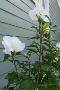White Pillar Rose Of Sharon - 3 Gallon Pot 15 White Pillar Rose Of Sharon - 3 Gallon Pot -Best Plant Shop Rose of Sharon White Pillar 5