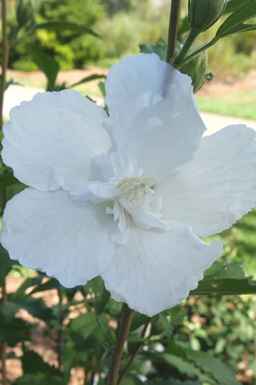 White Pillar Rose Of Sharon - 3 Gallon Pot 8 White Pillar Rose Of Sharon - 3 Gallon Pot - Image 6