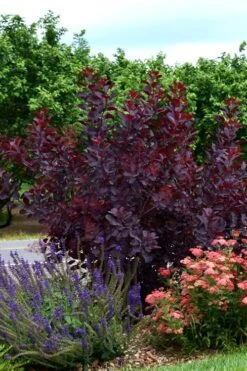 Royal Purple Smoke Tree (Smokebush) - Cotinus Coggygria - 1 Gallon Pot -Best Plant Shop SMoke Tree Royal Purple 20