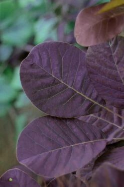 Royal Purple Smoke Tree (Smokebush) - Cotinus Coggygria - 1 Gallon Pot -Best Plant Shop SMoke Tree Royal Purple 22