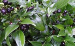 Confused Sweet Box (Sarcococca Confusa) - 1 Gallon Pot -Best Plant Shop Sarcacocca Confusa Berries 10