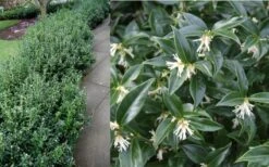 Confused Sweet Box (Sarcococca Confusa) - 1 Gallon Pot -Best Plant Shop Sarcacocca Confusa Berries 2