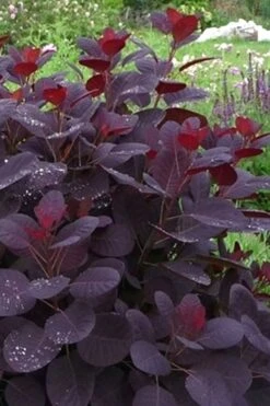 Royal Purple Smoke Tree (Smokebush) - Cotinus Coggygria - 1 Gallon Pot -Best Plant Shop Smoke Tree Royal Purple 11