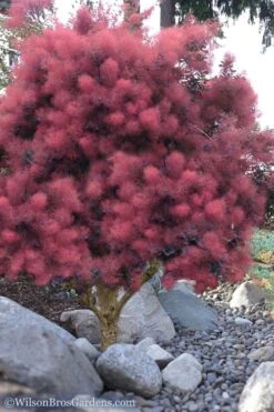 Royal Purple Smoke Tree (Smokebush) - Cotinus Coggygria - 1 Gallon Pot -Best Plant Shop Smoke Tree Royal Purple 12