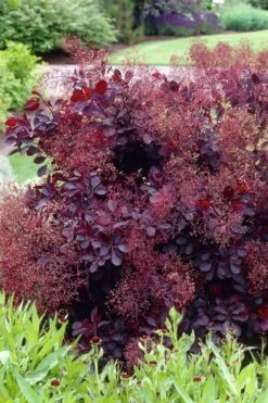 Royal Purple Smoke Tree (Smokebush) - Cotinus Coggygria - 1 Gallon Pot -Best Plant Shop Smoke Tree Royal Purple 23
