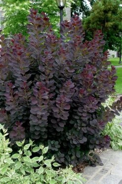 Royal Purple Smoke Tree (Smokebush) - Cotinus Coggygria - 1 Gallon Pot -Best Plant Shop Smoke Tree Royal Purple 25