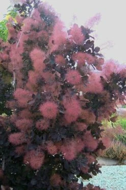 Royal Purple Smoke Tree (Smokebush) - Cotinus Coggygria - 1 Gallon Pot -Best Plant Shop Smoke Tree Royal Purple 28