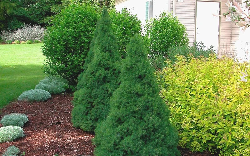 Dwarf Alberta Spruce - 5 Gallon Pot 8 Dwarf Alberta Spruce - 5 Gallon Pot - Image 6