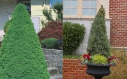 Dwarf Alberta Spruce - 5 Gallon Pot 13 Dwarf Alberta Spruce - 5 Gallon Pot -Best Plant Shop Spruce Dwarf Alberta 3