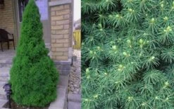 Dwarf Alberta Spruce - 5 Gallon Pot 12 Dwarf Alberta Spruce - 5 Gallon Pot -Best Plant Shop Spruce Dwarf Alberta 4