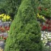 Dwarf Alberta Spruce - 5 Gallon Pot -Best Plant Shop Spruce Dwarf Alberta Picea 500x750 1