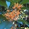 Apricot Echo Tea Olive - Osmanthus Fragrans Aurantiacus - 1 Gallon Pot -Best Plant Shop Tea Olive Apricot Echo 1