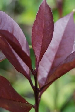 Apricot Echo Tea Olive - Osmanthus Fragrans Aurantiacus - 1 Gallon Pot -Best Plant Shop Tea Olive Apricot Echo 4