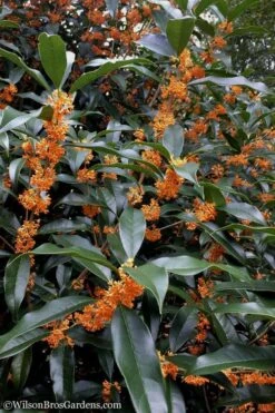 Fragrant Orange Tea Olive - Osmanthus Fragrans Aurantiacus - 7 Gallon Pot (3-4') 14 Fragrant Orange Tea Olive - Osmanthus Fragrans Aurantiacus - 7 Gallon Pot (3-4') -Best Plant Shop Tea Olive Orange 102 2