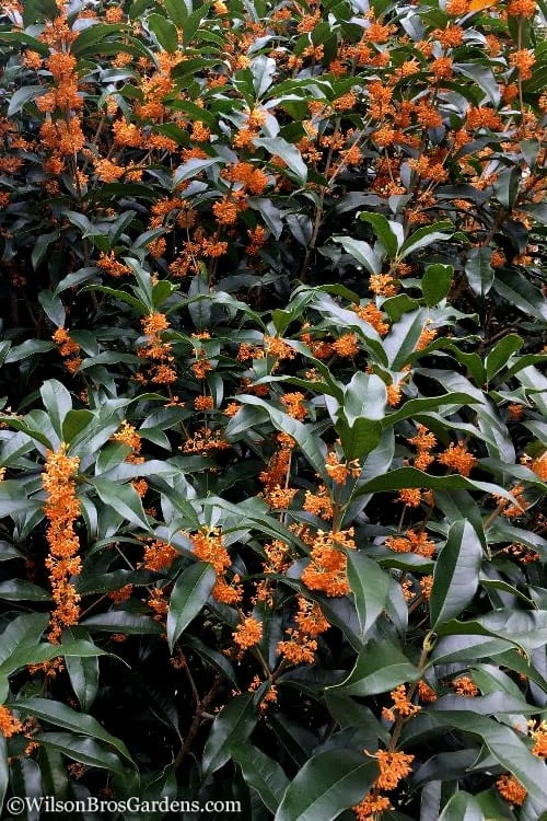 Fragrant Orange Tea Olive - Osmanthus Fragrans Aurantiacus - 3 Gallon Pot 9 Fragrant Orange Tea Olive - Osmanthus Fragrans Aurantiacus - 3 Gallon Pot - Image 7