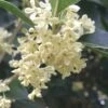Fragrant White Tea Olive - 1 Gallon Pot -Best Plant Shop Tea Olive White Flowers Osmanthus Fragrans 500x750 1