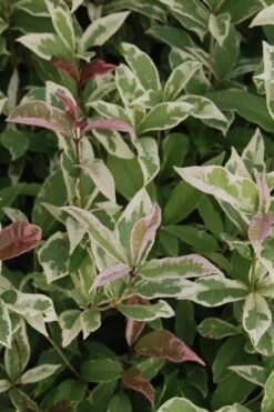 Pink Flush Variegated Tea Olive (Osmanthus Fragrans 'Yinbi Shuanghui') - Quart Pot 11 Pink Flush Variegated Tea Olive (Osmanthus Fragrans 'Yinbi Shuanghui') - Quart Pot -Best Plant Shop Tea Olive Yinbi Shuanghui Variegated 2 4