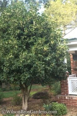 Fragrant White Tea Olive - 1 Gallon Pot -Best Plant Shop Teav Olive White Osmanthus Fragrans 500x750 1