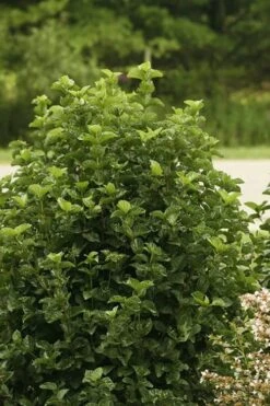 All That Glows Arrowwood Viburnum - 2 Gallon Pot -Best Plant Shop Viburnum All That Glows 1