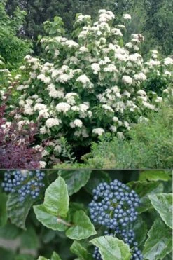 All That Glows Arrowwood Viburnum - 2 Gallon Pot -Best Plant Shop Viburnum All That Glows 4