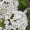 Burkwood Fragrant Viburnum - 3 Gallon Pot -Best Plant Shop Viburnum Burkwood 1