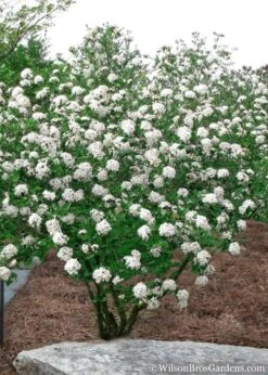Burkwood Fragrant Viburnum - 3 Gallon Pot -Best Plant Shop Viburnum Burkwood 10