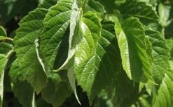 Chicago Luster Arrowwood Viburnum - 3 Gallon Pot -Best Plant Shop Viburnum Chicago Luster 1