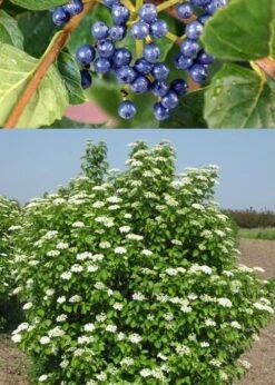 Chicago Luster Arrowwood Viburnum - 1 Gallon Pot -Best Plant Shop Viburnum Chicago Luster 3 1